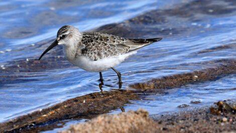 fotografować czy obserwować ptaki - Biegus krzywodzioby