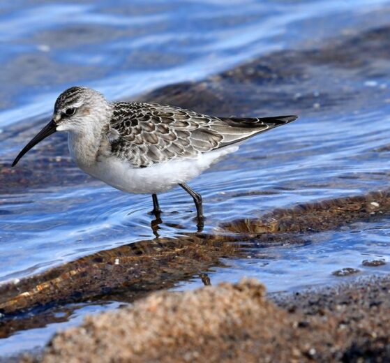 fotografować czy obserwować ptaki - Biegus krzywodzioby