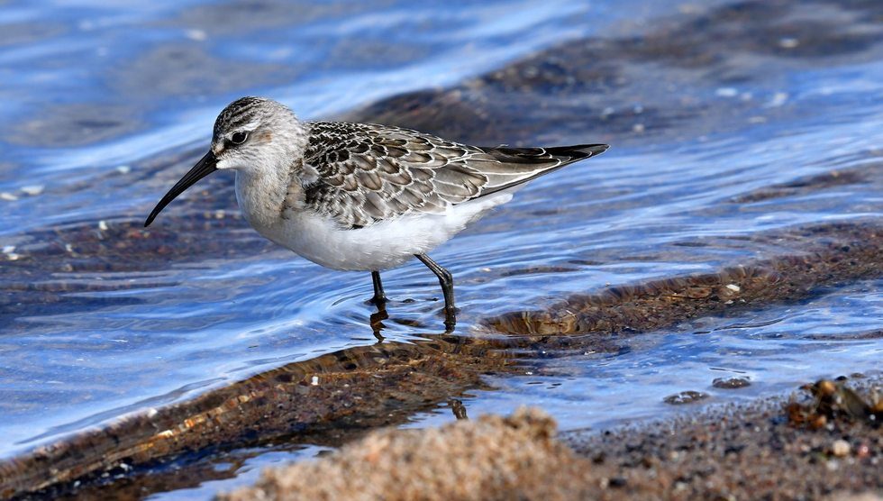 fotografować czy obserwować ptaki - Biegus krzywodzioby