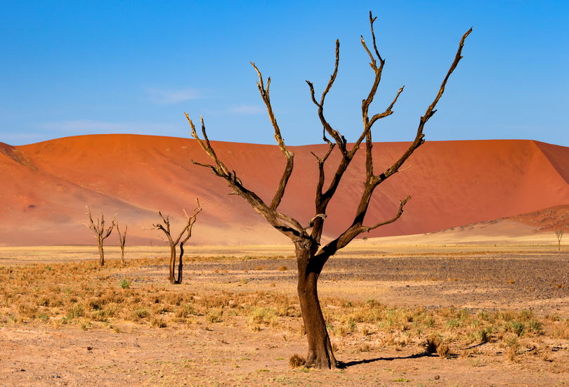 Akacje i wydmy, Namibia, perspektywa w fotografii krajobrazu, jak ją zmienić