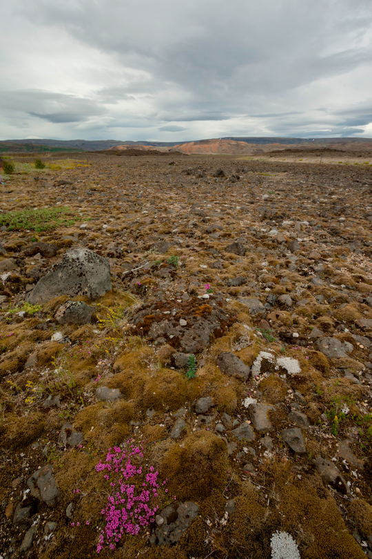 Różowe kwiatki z pozycji stojącej, Islandia, regulacja perspektywy przez zmianę wysokości