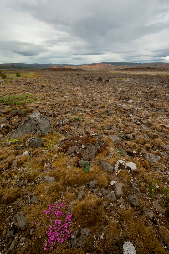 Różowe kwiatki z pozycji stojącej, Islandia, regulacja perspektywy przez zmianę wysokości