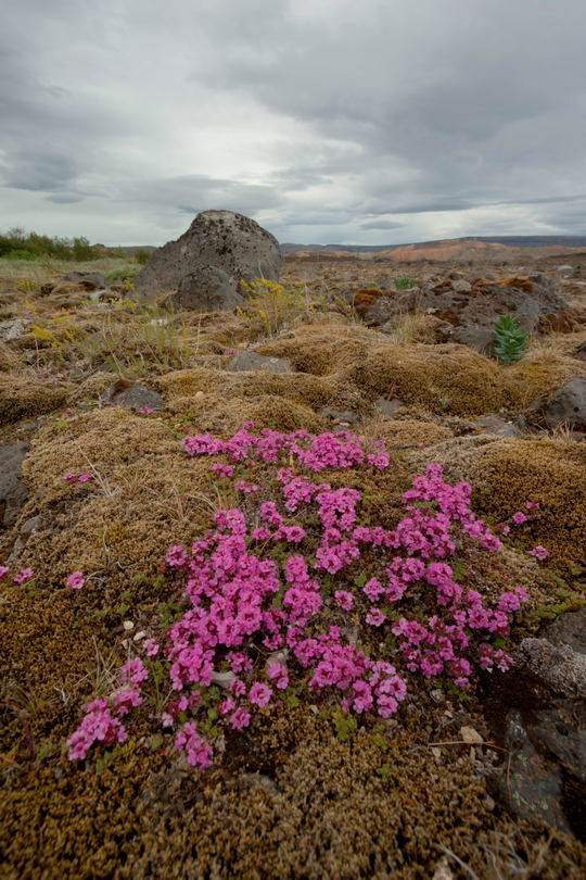 Różowe kwiatki aparat nisko, Islandia, perspektywa z poziomu gruntu