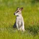 Australia wyprawa przyrodnicza