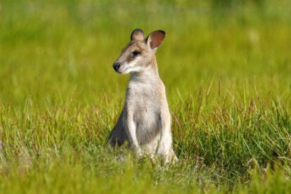 Australia wyprawa przyrodnicza