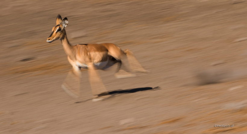 Antylopa springbok w biegu, Namibia, panoramowanie, techniki intencjonalnego poruszenia