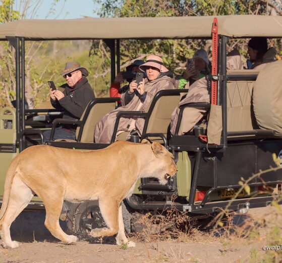 Fotografowanie na safari, poradnik, jak się przygotować do fotografowania zwierząt w Afryce