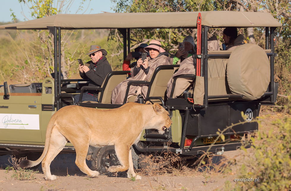 Fotografowanie na safari, poradnik, jak się przygotować do fotografowania zwierząt w Afryce
