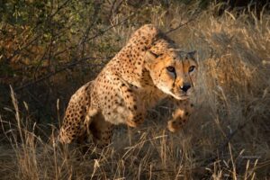 Gepard w Namibii, gepard w skoku, poradnik jak spotkać i fotografować gepardy w Afryce