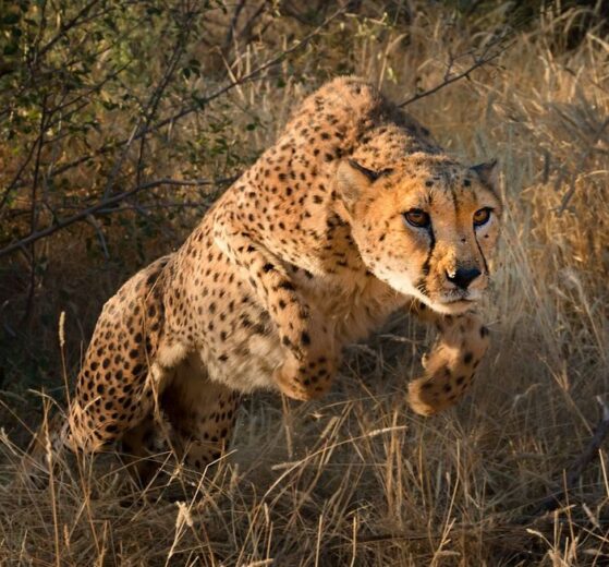 Gepard w Namibii, gepard w skoku, poradnik jak spotkać i fotografować gepardy w Afryce