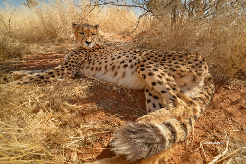 Gepard wyluzowany, Namibia, leżący gepard obiektywem szerokokątnym, poradnik o fotografowaniu na safari