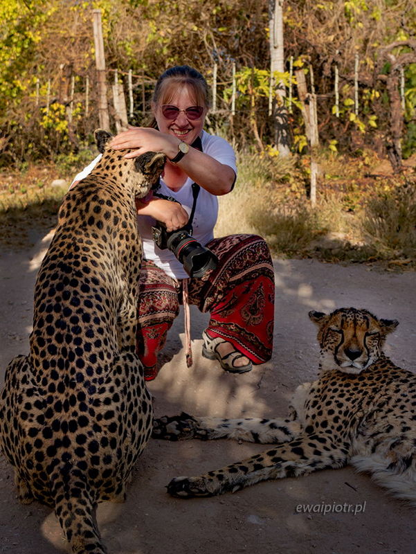 Głaskanie gepardów, Namibia, oswojone gepardy