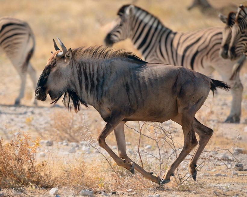 Antylopa gnu w biegu, Namibia, jak fotografować zwierzęta na safari w Afryce, poradnik