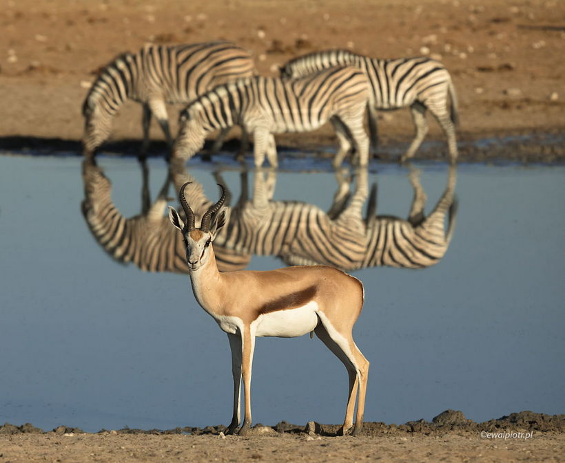Kompozycja podczas fotografowania na safari, jak fotografować zwierzęta