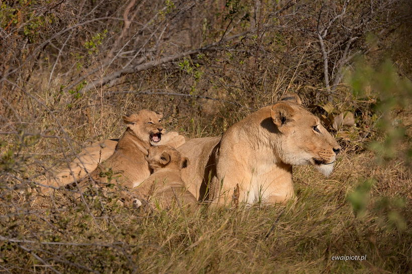Lwica z młodymi lwiątkami, Botswana, jak fotografować na safari zwierzęta, poradnik