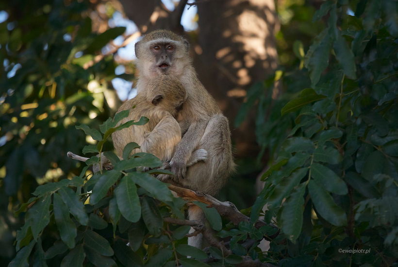 Małpy na drzewie, Botswana, jak fotografować na safari w Afryce, poradnik