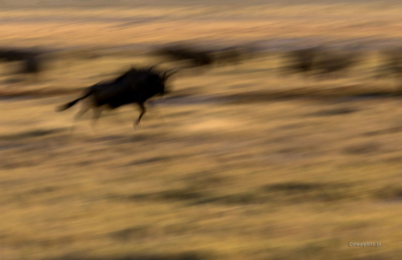 Pędzące gnu - panoramowanie, Namibia, techniki intencjonalnego poruszenia, ICM