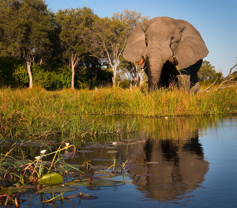 Słoń i jego odbicie w wodzie, Botswana, fotografowanie na safari, kompozycja fotograficzna