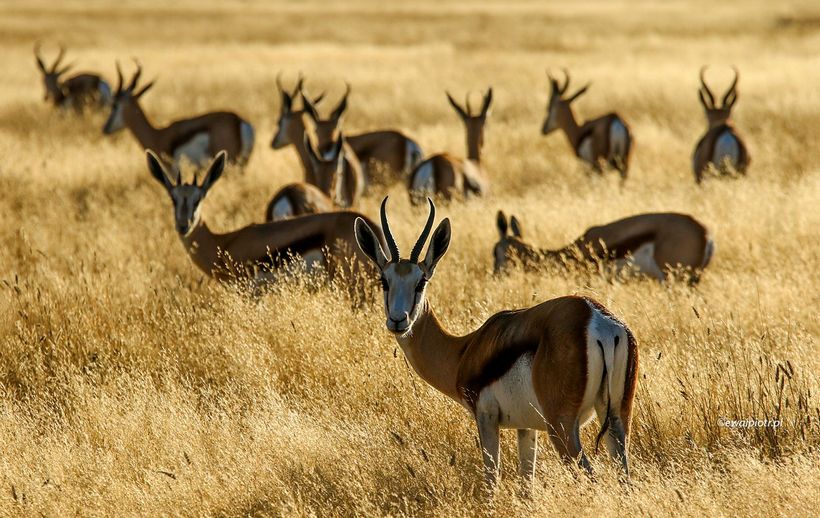Trójkąt antylop, fotografowanie na safari, park narodowy Etosza, Namibia