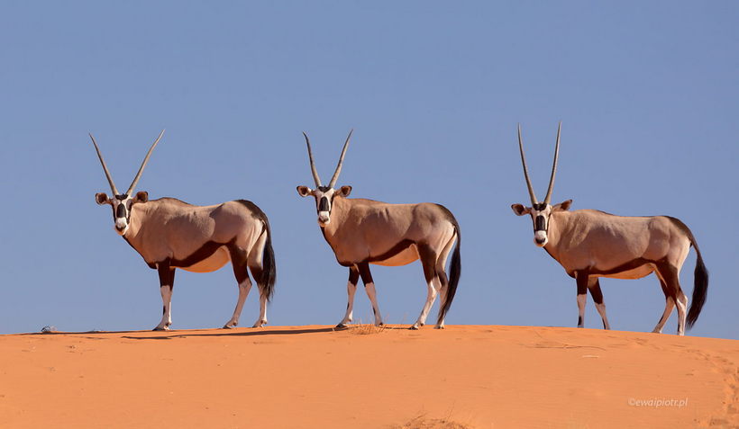 Trzy oryksy, kompozycja fotograficzna na safari