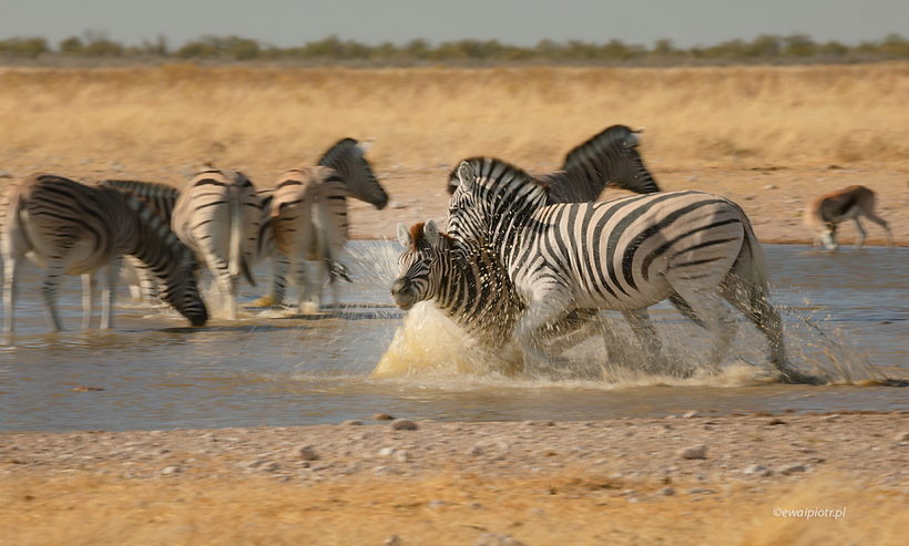Walczące zebry, Namibia, fotografowanie zwierząt