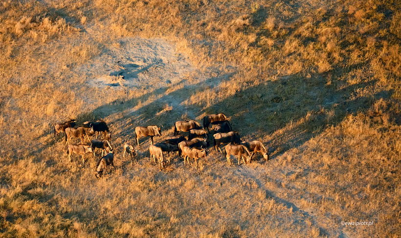 Stado antylop w delcie Okawango o poranku z helikoptera, fotografowanie z helikoptera, Botswana