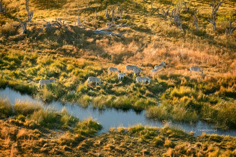 zebry w delcie Okawango z helikoptera, poradnik jak fotografować z helikoptera