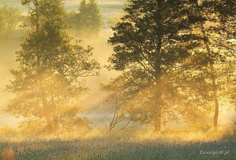 Efekt Tyndalla w fotografii lasu, jak fotografować las