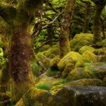Jak fotografować las, poradnik fotograficzny, fotografowanie lasu, omszały las, Kornwalia