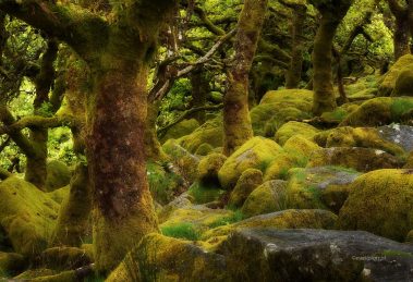 Jak fotografować las, poradnik fotograficzny, fotografowanie lasu, omszały las, Kornwalia