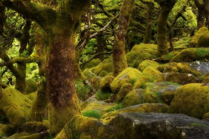 Jak fotografować las, poradnik fotograficzny, fotografowanie lasu, omszały las, Kornwalia