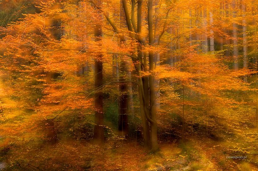 jesienne drzewo, jak fotografować jesienny las